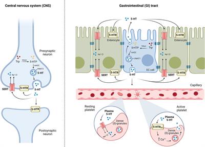 Frontiers | Crosstalk Between Intestinal Serotonergic System and 